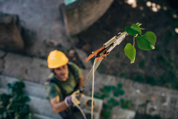 How Our Tree Care Process Works  in  Flatwoods, KY