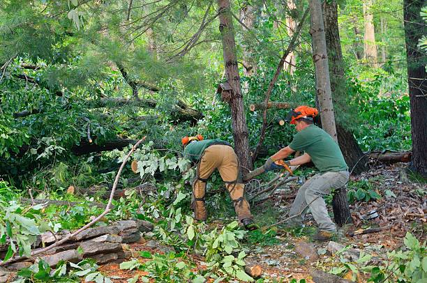 Trusted Flatwoods, KY Tree Care Services Experts